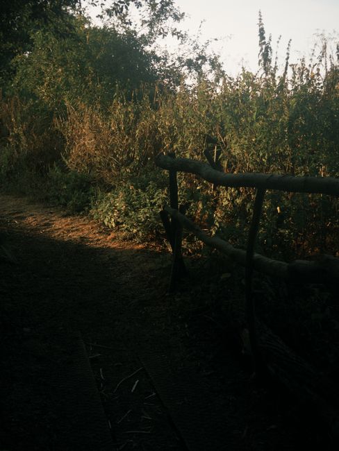 A rustic outdoor scene featuring a weathered wooden bench with black metal armrests positioned along a dirt path. Surrounding the bench are dense bushes and tall grasses illuminated by soft, warm natu