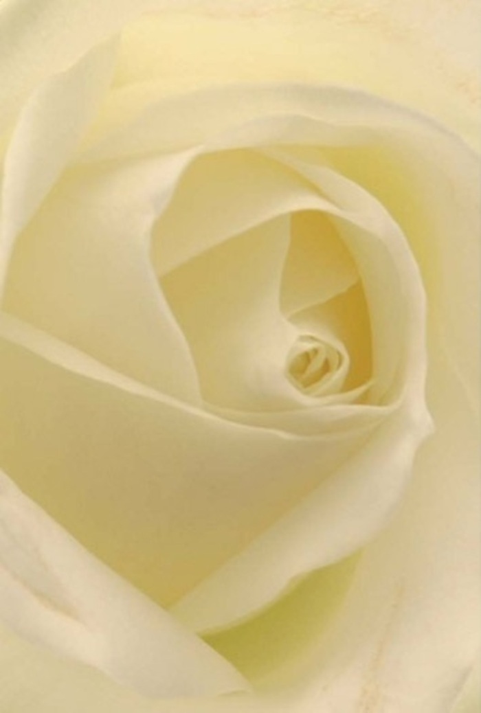 Seen up close, this classic white rose stuns with its sophisticated composition, assembled by the expert team at Gidea Park Flowers. The petals are arranged in tight, graceful spirals, each layer a symphony of creamy white and subtle hints of pale lemon, gently catching the muted sunlight of East London. The overall texture is distinctly matte, conjuring the feel of fresh silk and lending the bloom a radiant softness. Light drifts over the whorls, imbuing the center with a golden resonance-much like the lush lawns of Raphael Park at noon. The petals' flawless geometry, meeting in a near-perfect spiral, suggest both purity and strength, nature's design accentuated by skilled human hands. Soft shadows weave between the edges, deepening the sense of tranquility and resilience. The fragrance, faint and airy, is imagined as a subtle signature in the background, ideal for weddings, heartfelt tributes, or simply infusing a space with peace. This rose brings Gidea Park's local floral elegance to life with every thoughtful delivery.